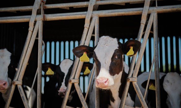 Black and white calf poking its head through a metal yolk with calves in the background